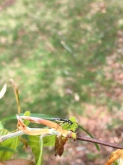 Rhogogaster picta