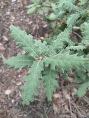 Quercus × cerrioides
