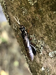 Xyeloidea