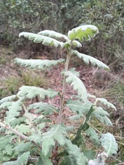 Quercus × cerrioides