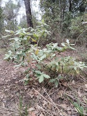 Quercus × cerrioides