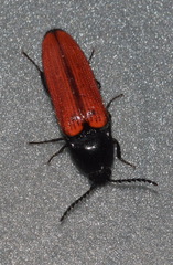 Ampedus sanguineus