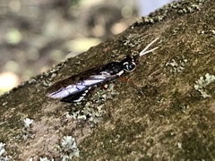 Xyeloidea