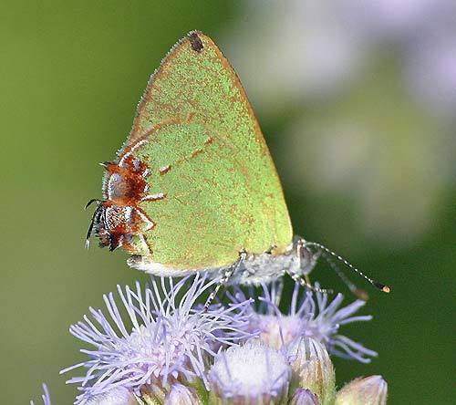 Telea Hairstreak