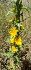 Scolymus hispanicus