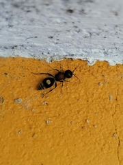 Sigilla dorsata