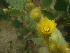 Opuntia velutina
