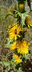 Scolymus hispanicus