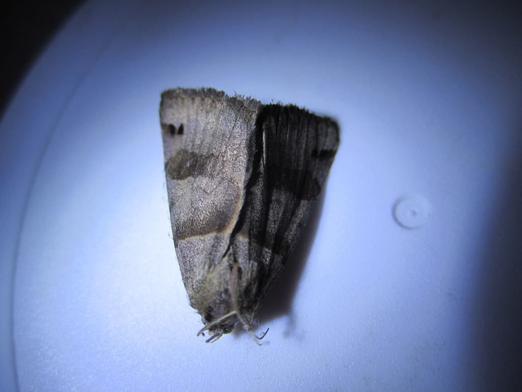 Forage Looper Moth
