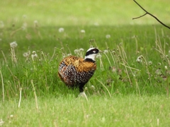 Syrmaticus reevesii