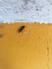 Sigilla dorsata