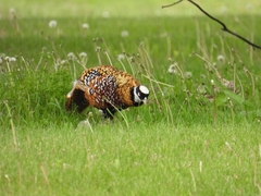 Syrmaticus reevesii