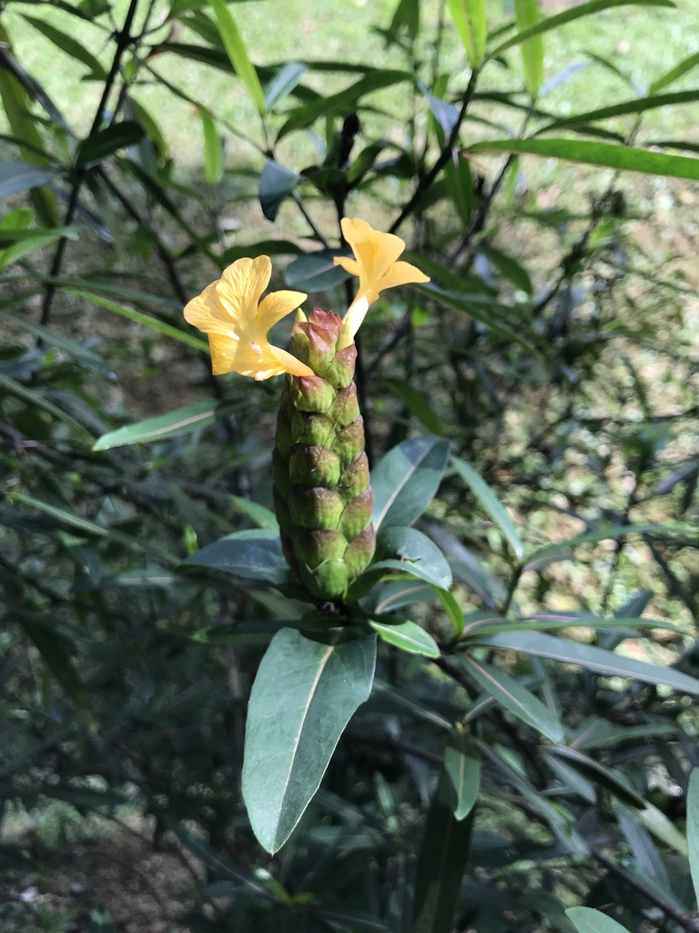 Hop-headed Barleria
