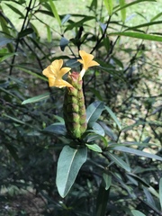 Barleria lupulina