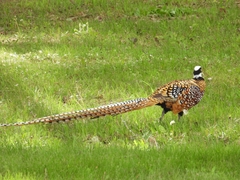 Syrmaticus reevesii