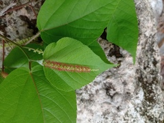 Acalypha langiana