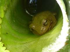 Dendropsophus bogerti
