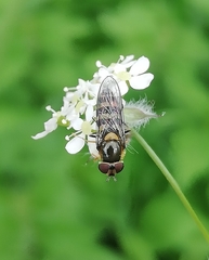 Meliscaeva auricollis