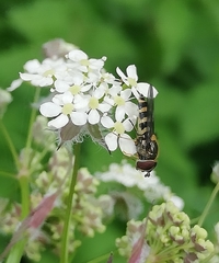 Meliscaeva auricollis
