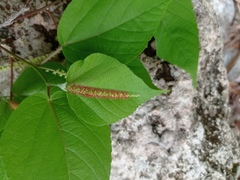 Acalypha langiana