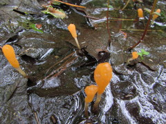 Mitrula lunulatospora