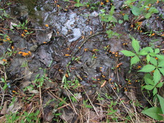 Mitrula lunulatospora