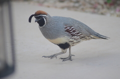 Callipepla gambelii