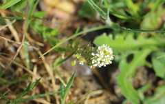 Lepidium heterophyllum