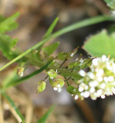 Lepidium heterophyllum