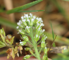 Lepidium heterophyllum