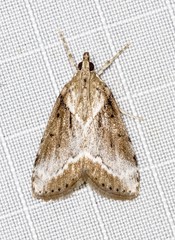 Otiophora leucura