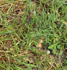 Lepidium heterophyllum