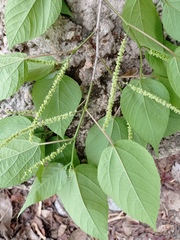 Acalypha langiana
