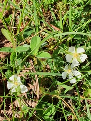 Potentilla montana