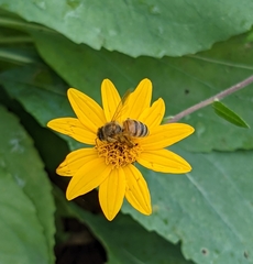 Apis mellifera