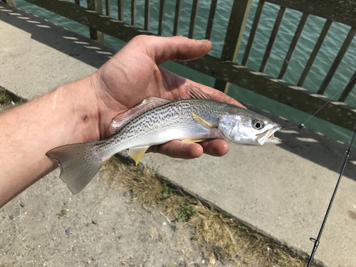 Weakfish