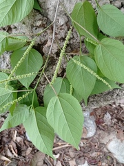 Acalypha langiana