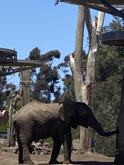 Elephantidae