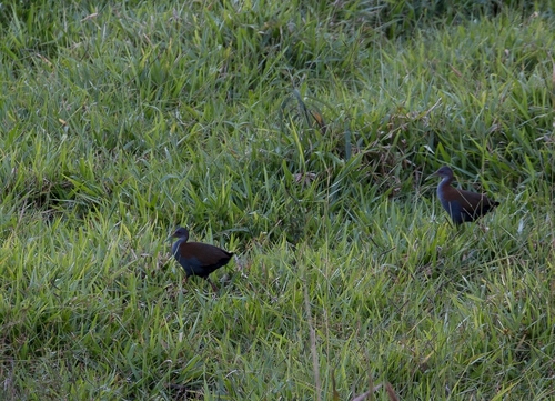 Slaty-breasted Wood-Rail