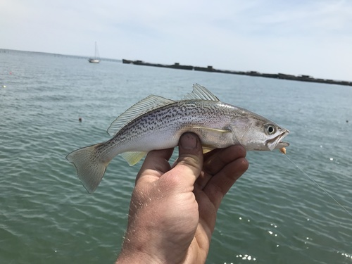 Weakfish