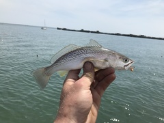 Cynoscion regalis