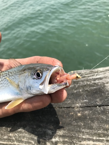 Weakfish
