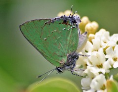 Cyanophrys miserabilis