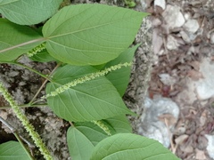 Acalypha langiana