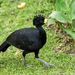 Great Curassow - Photo (c) Nick Athanas, some rights reserved (CC BY-NC-SA)
