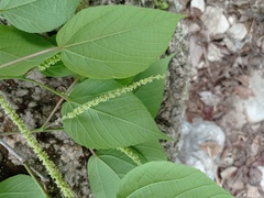 Acalypha langiana