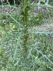 Cirsium nuttalii image