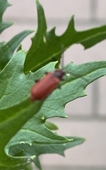 Dictyoptera aurora