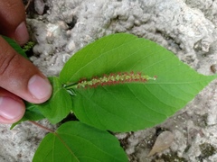 Acalypha langiana