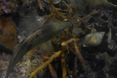 Notolabrus celidotus